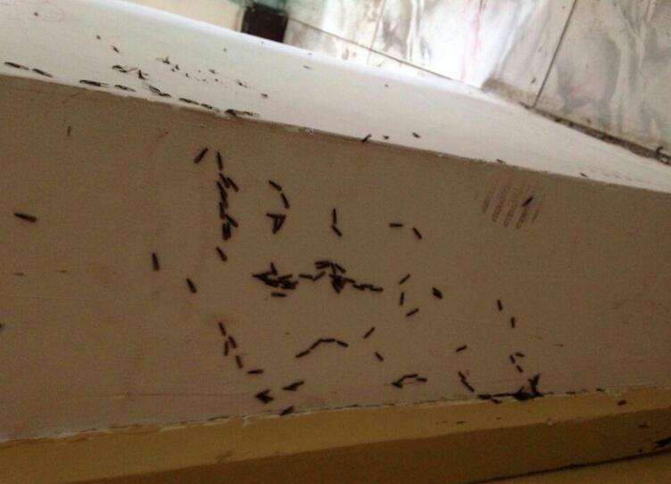 珠海白蟻防治中心提醒:如果白蟻飛入房屋怎