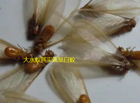 金灣區三灶鎮哪里有治白蟻的師傅聯(lián)系電話(huà) 