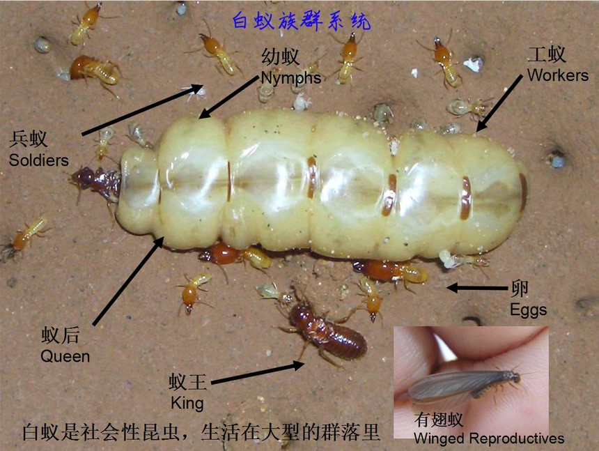 珠海白蟻防治 珠海白蟻預防 珠海清除白蟻