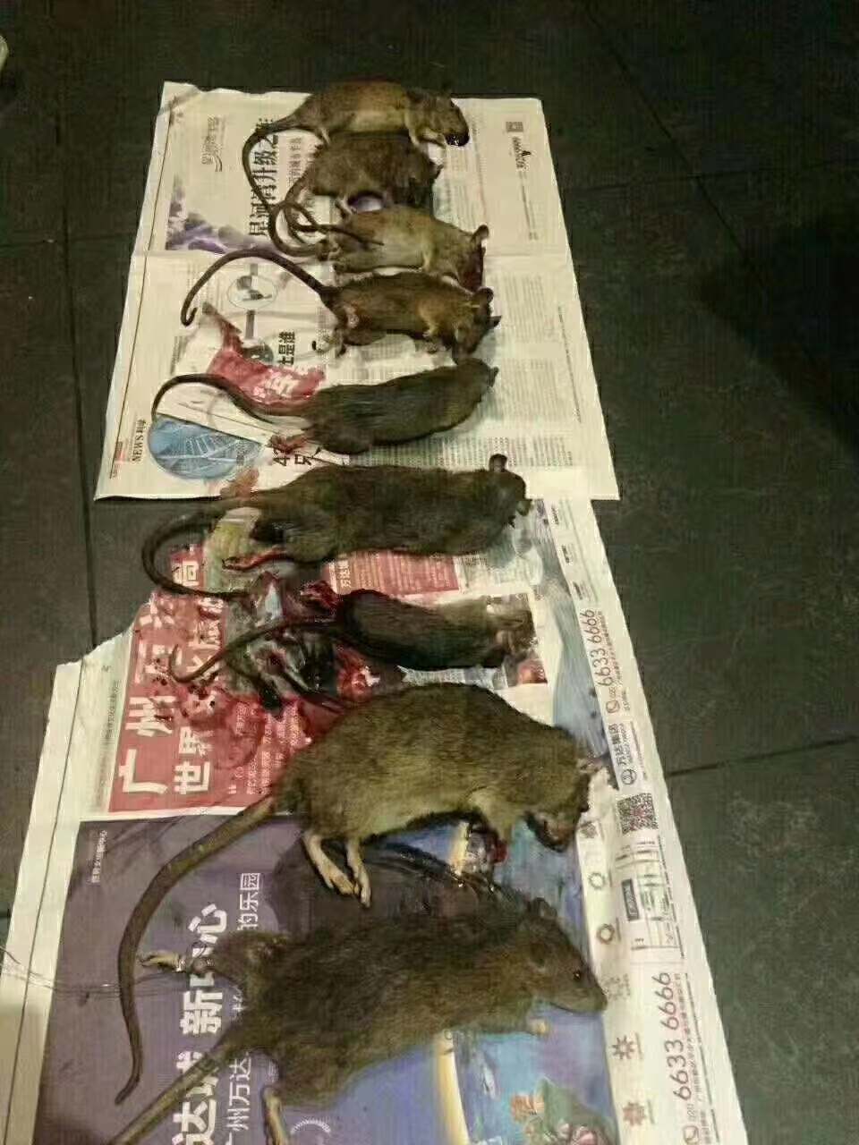珠?？焖贉缡蠊? width=