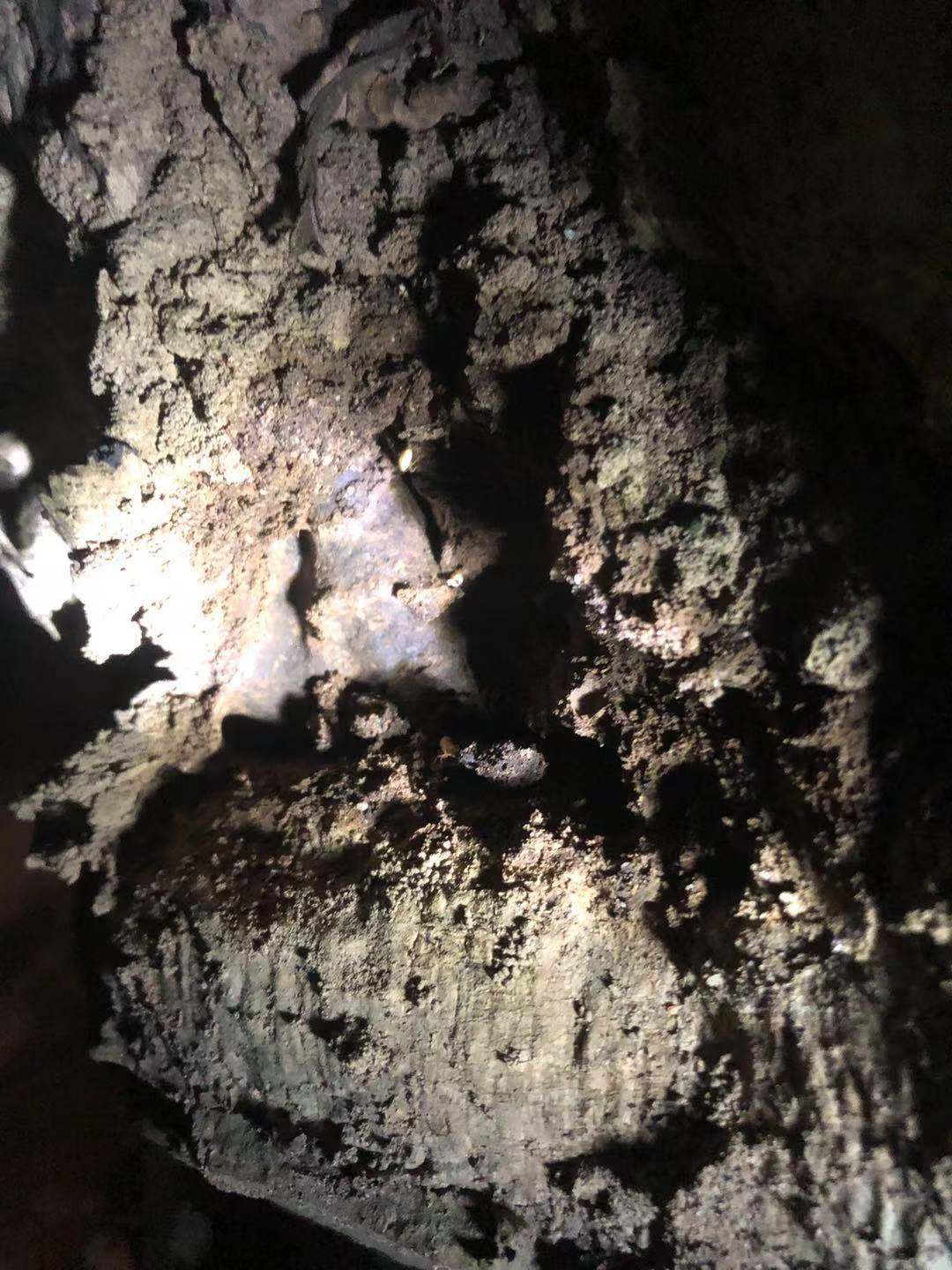 珠海蘭埔花園白蟻防治 蘭埔白蟻預防