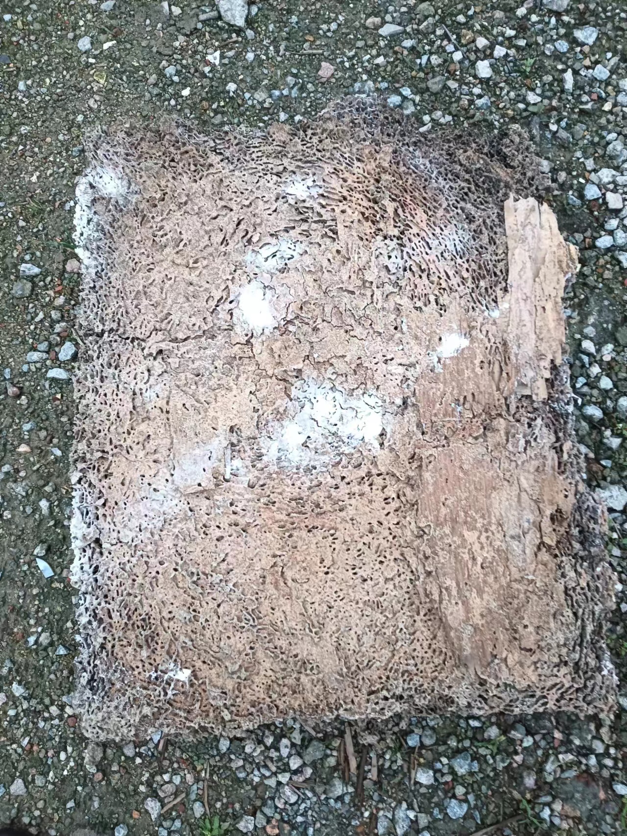 珠海白蟻防治 珠海白蟻防治中心 珠海白蟻預防公司-珠海格蘭云天清潔滅蟲(chóng)技術(shù)有限公司