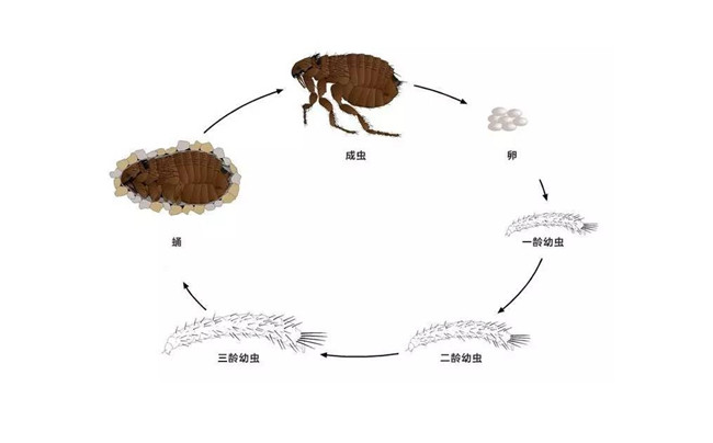 湘潭滅跳蚤公司