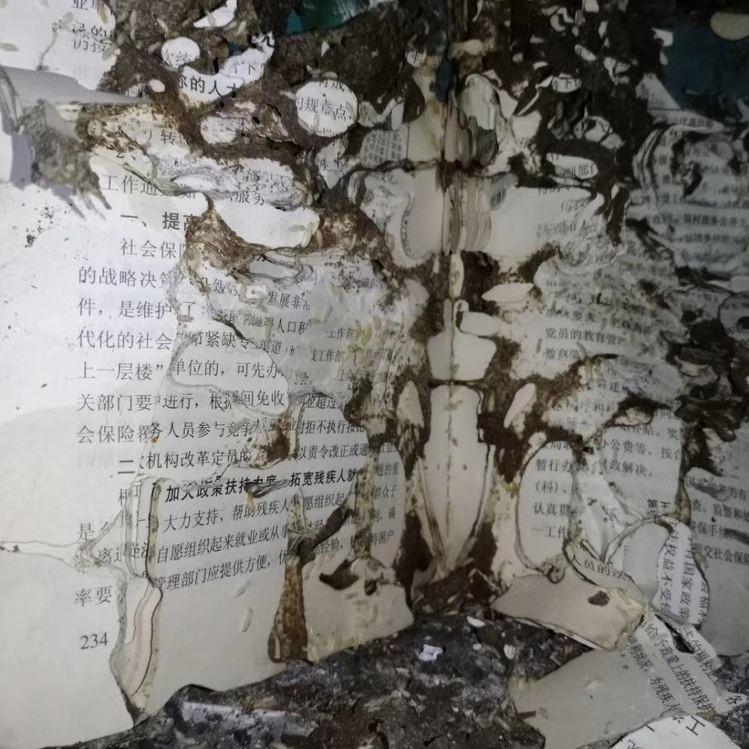 珠海酒店消殺除四害 白蟻防治