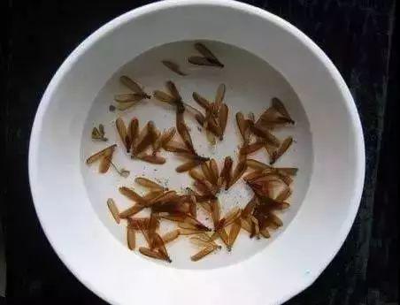 漲水蟻 大水蟻 白螞蟻