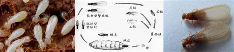 珠海白蟻防治中心 珠海白蟻防治所 珠海格