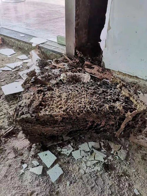 珠海白蟻公司消殺白蟻的哪幾種方法