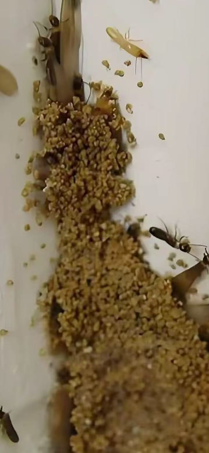 如何發(fā)現珠海自己家庭白蟻 如何發(fā)現珠海自己家庭白蟻